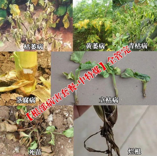 新疆中特煤腐植酸有限公司27.jpg