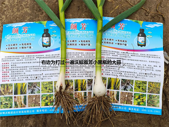 新疆中特煤腐植酸有限公司5.jpg