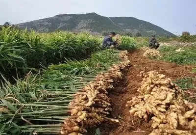 新疆中特煤腐植酸有限公司2.jpg